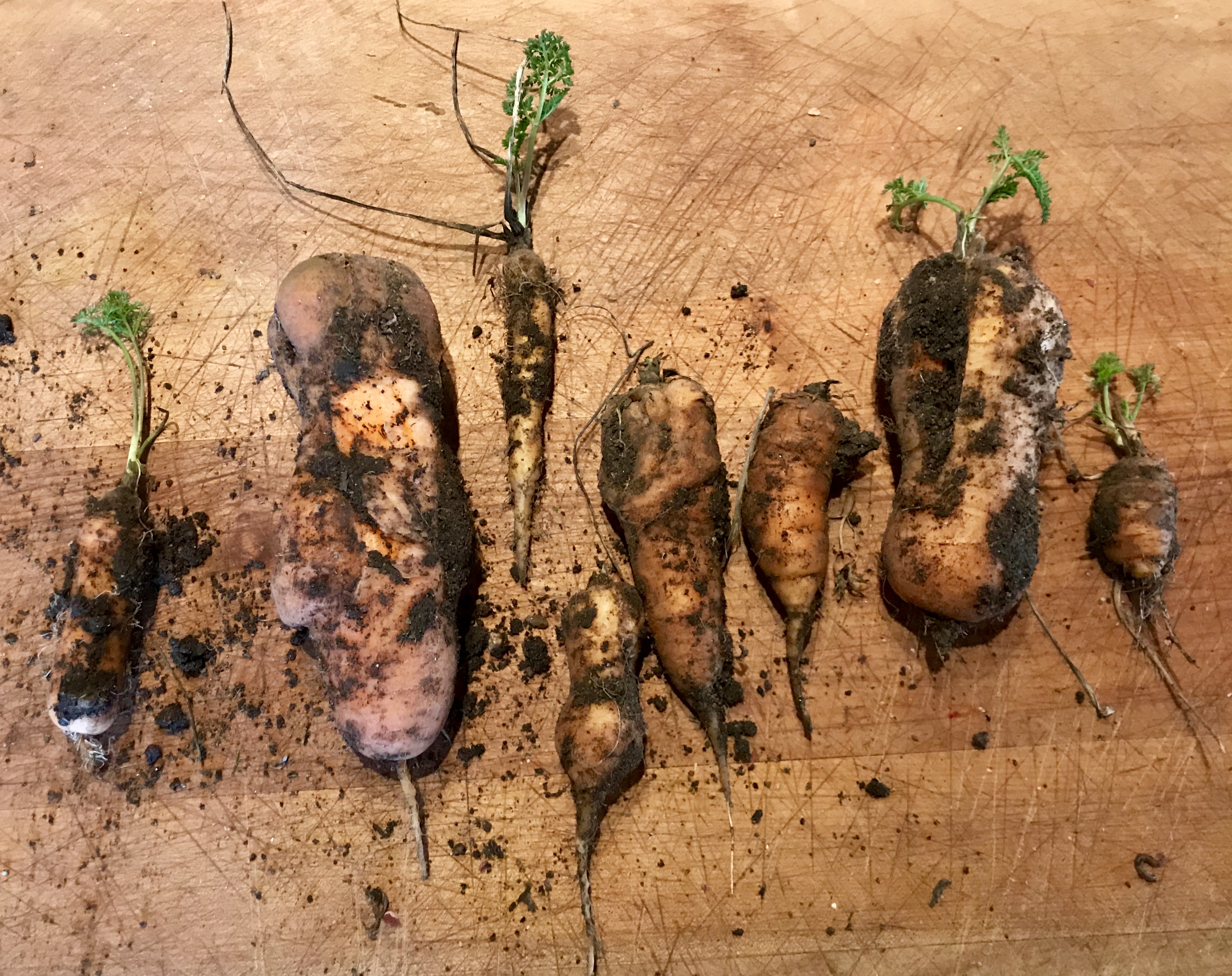 Photo courtesy of author. Overwintered overlooked carrots.