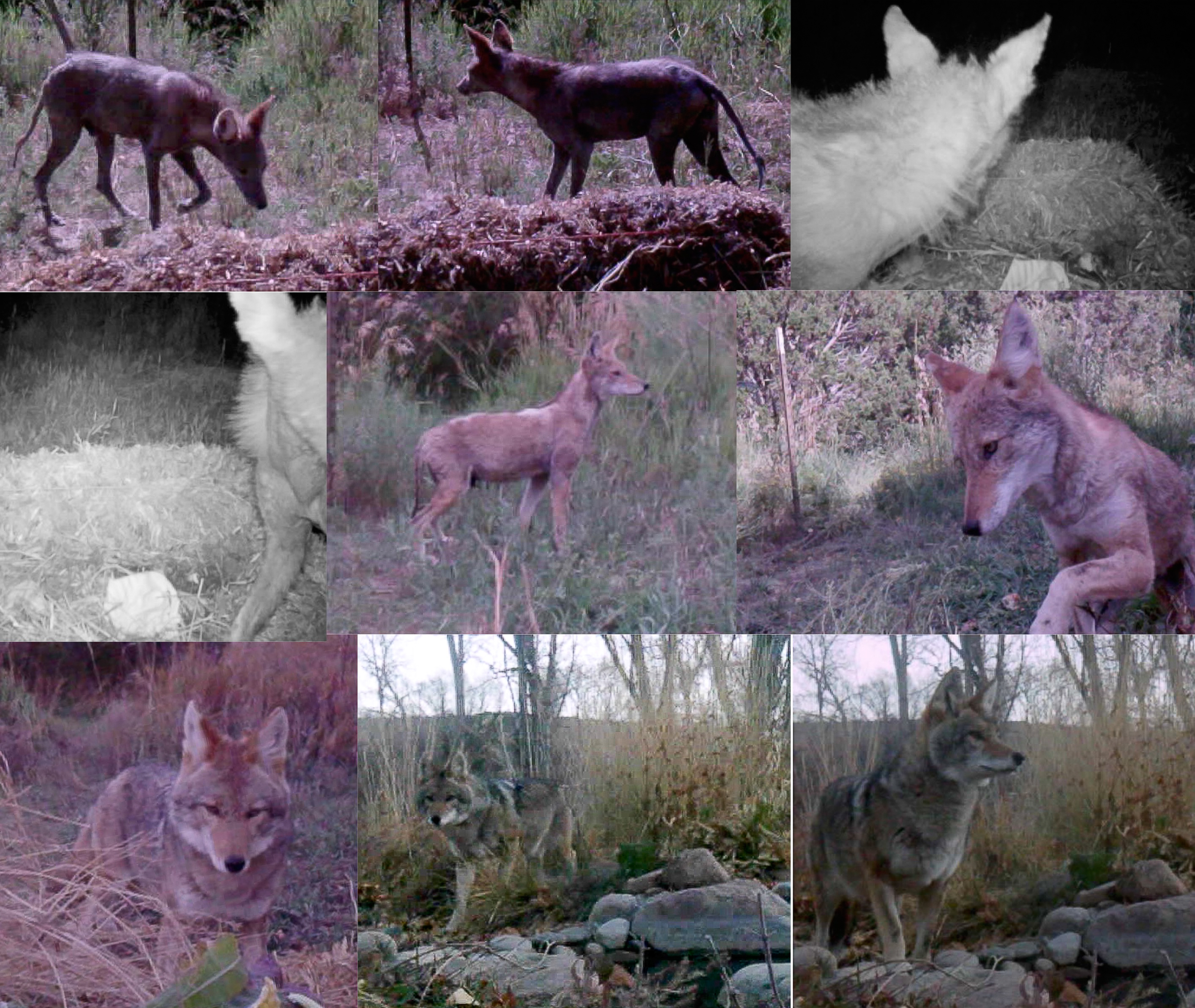 Photo courtesy of the author. Stills captured from the backyard wildlife camera showing the progression of Red’s recovery from mange.